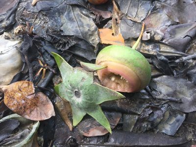 Sonneratia caseolaris, photographed by Jason Grant
