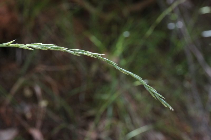 Melica harfordii, photographed by lotusmorning