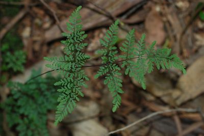 Cheilanthes tenuifolia, photographed by Quentin Groom