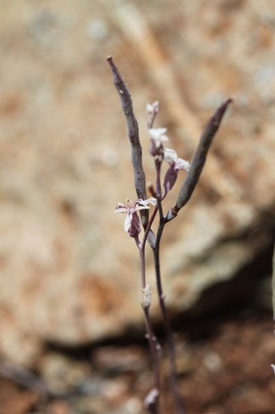 Streptanthus batrachopus, photographed by lotusmorning