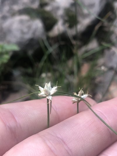 Rhynchospora nivea, photographed by Sophia K