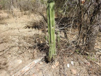 Lophocereus marginatus, photographed by Oscar Alejandro Morales Juárez