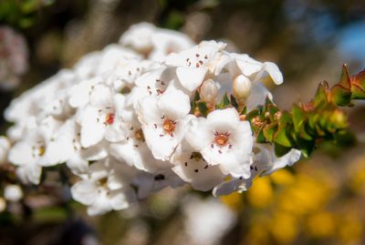 Epacris microphylla, photographed by Niki Hubbard
