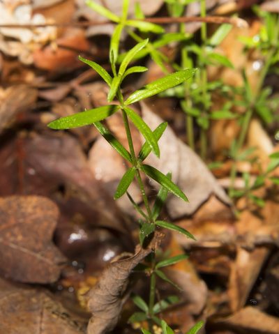 Galium uniflorum, photographed by Seig
