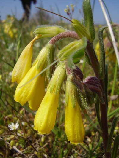 Onosma cinerea, photographed by Oleksii Vasyliuk