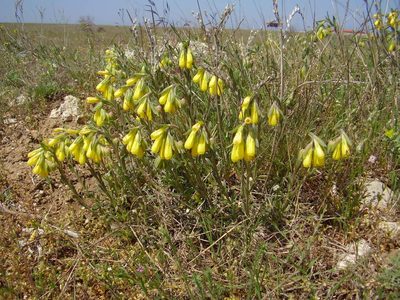 Onosma cinerea, photographed by Oleksii Vasyliuk