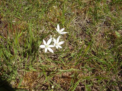 Ornithogalum fimbriatum, photographed by Oleksii Vasyliuk