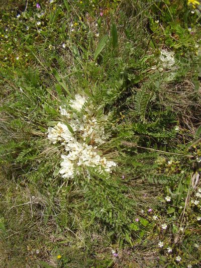 Astragalus rupifragus, photographed by Oleksii Vasyliuk