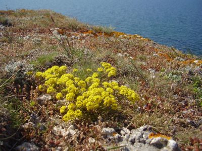 Odontarrhena obtusifolia, photographed by Oleksii Vasyliuk