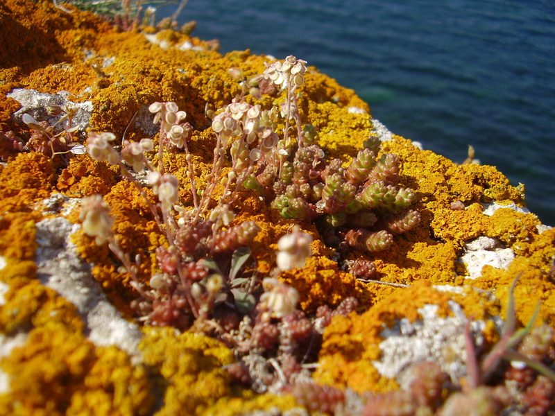 Clypeola jonthlaspi, photographed by Oleksii Vasyliuk