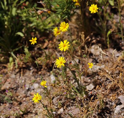 Pentachaeta lyonii, photographed by Steve Matson
