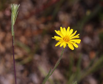 Pentachaeta lyonii, photographed by Steve Matson