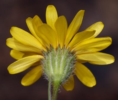 Pentachaeta lyonii, photographed by Steve Matson