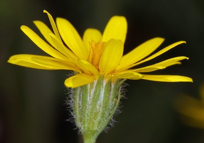 Pentachaeta lyonii, photographed by Steve Matson