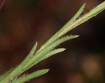Pentachaeta lyonii, photographed by Steve Matson