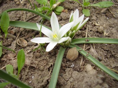 Ornithogalum fimbriatum, photographed by Oleksii Vasyliuk