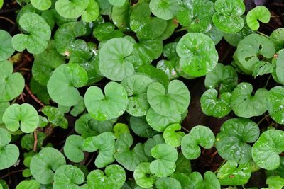 Dichondra sericea, photographed by Neptalí Ramírez Marcial
