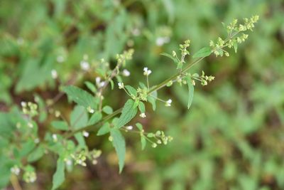 Mesosphaerum urticodes, photographed by Neptalí Ramírez Marcial