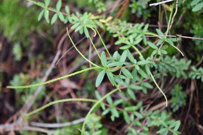 Peperomia leptophylla, photographed by Neptalí Ramírez Marcial