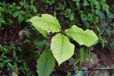 Quercus calophylla, photographed by Neptalí Ramírez Marcial