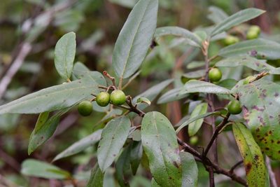 Frangula mucronata, photographed by Neptalí Ramírez Marcial