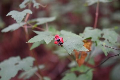 Rubus trilobus, photographed by Neptalí Ramírez Marcial