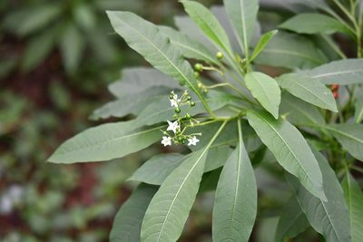 Solanum pubigerum, photographed by Neptalí Ramírez Marcial
