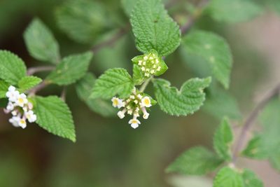 Lantana hirta, photographed by Neptalí Ramírez Marcial