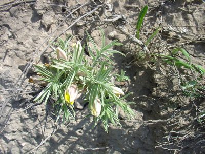 Cymbaria borysthenica, photographed by Oleksii Vasyliuk