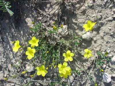 Linum czernjajevii, photographed by Oleksii Vasyliuk