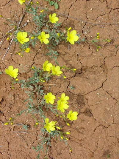 Linum czernjajevii, photographed by Oleksii Vasyliuk