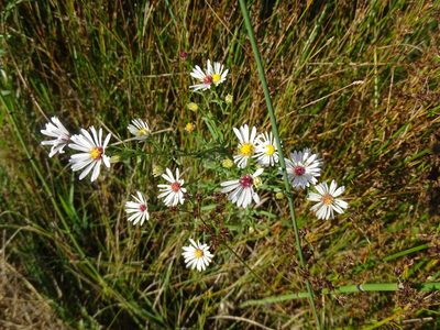 Symphyotrichum dumosum, photographed by Reuven Martin