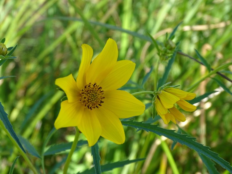Bidens trichosperma, photographed by Reuven Martin