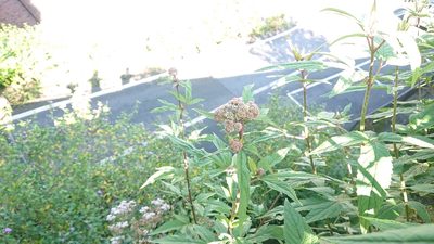 Eupatorium formosanum, photographed by 沈玟伶(Wen-Ling Shen)