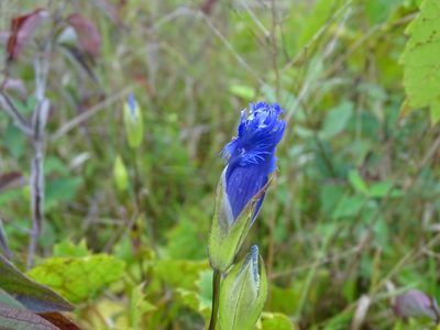Gentianopsis crinita, photographed by Reuven Martin