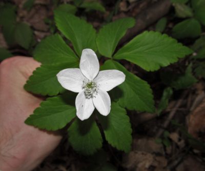 Anemonoides lancifolia, photographed by Derek Hennen