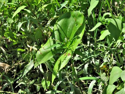 Sagittaria brevirostra, photographed by Annika Lindqvist