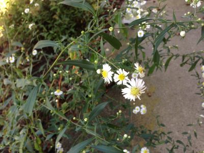Symphyotrichum ontarionis, photographed by Elizabeth