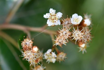 Phippsiomeles matudae, photographed by Neptalí Ramírez Marcial