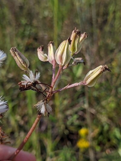 Arnoglossum album, photographed by Scott Allen Davis