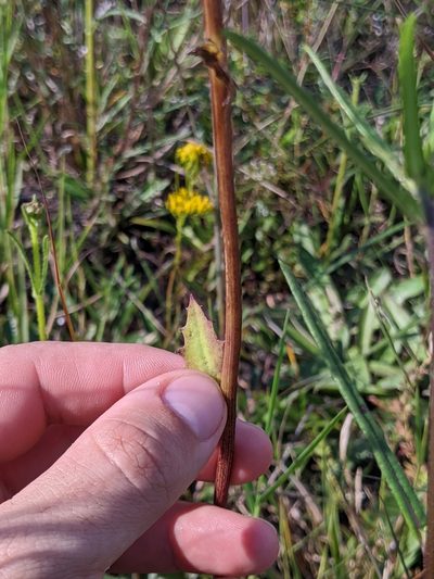 Arnoglossum album, photographed by Scott Allen Davis