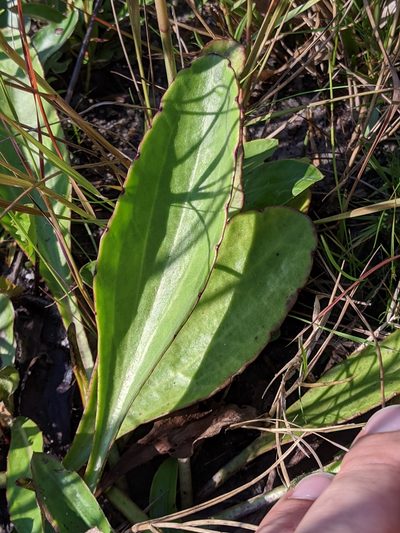 Arnoglossum album, photographed by Scott Allen Davis