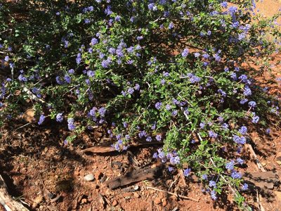 Ceanothus foliosus, photographed by Roger Raiche