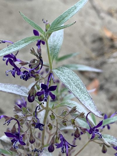 Trichostema laxum, photographed by Brook