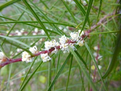 Hakea ulicina, photographed by Kiri Bee