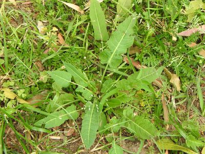 Rumex brownii, photographed by Greg Tasney