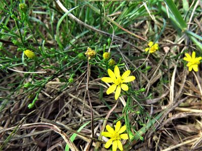 Gutierrezia texana, photographed by Annika Lindqvist