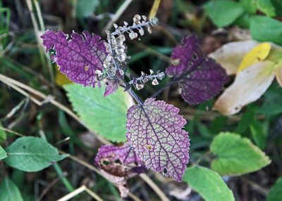 Scutellaria ovata, photographed by Steve Waslo
