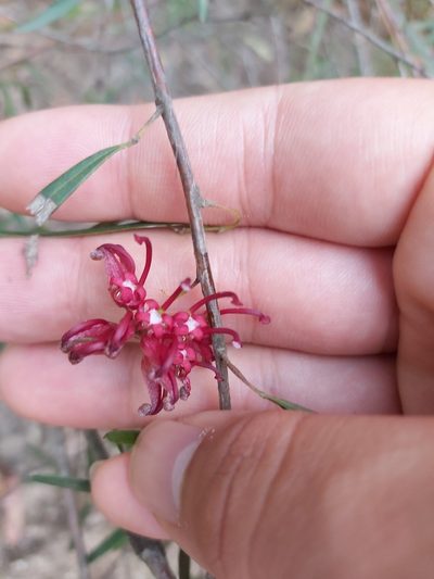 Grevillea diffusa, photographed by Tim
