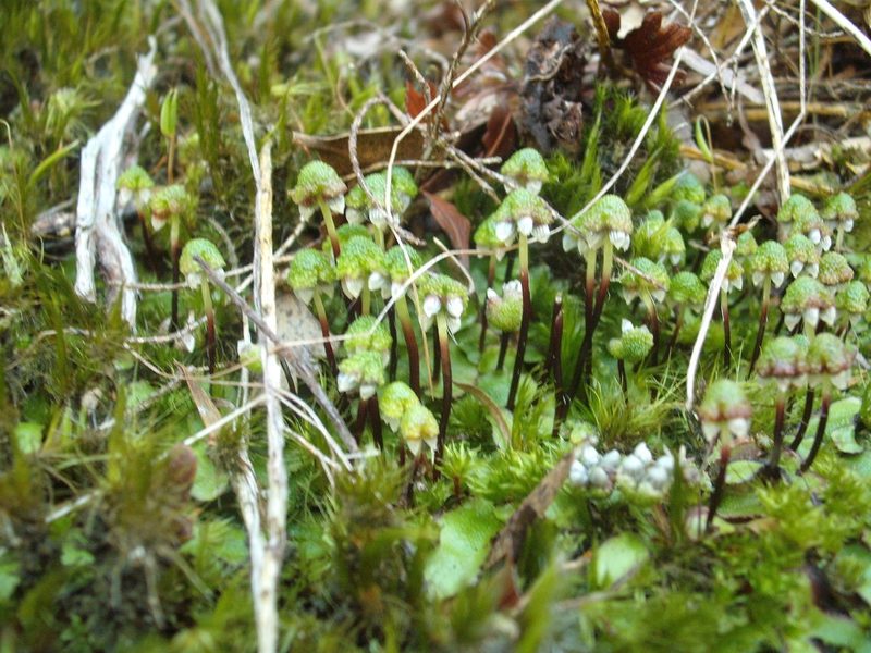 Asterella australis, photographed by Stephen Thorpe